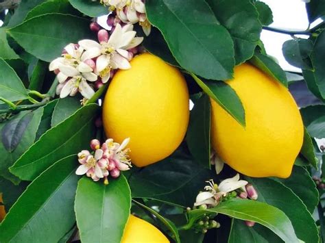 lemon cams filipina|Lemons (Citrus limon, Citrus limonum) .